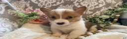 Welsh Corgi Pembroke dogs for sale: Sawyer  - Ad 12