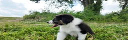 Australian Shepherd dogs for sale: Virginia - Ad 3