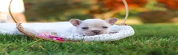 French Bulldog dogs for sale: Chester - Ad 7