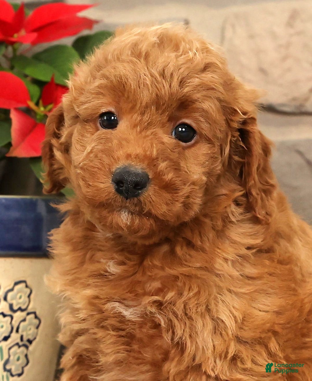 Mini Goldendoodle dogs for sale: Eden - Ad 8