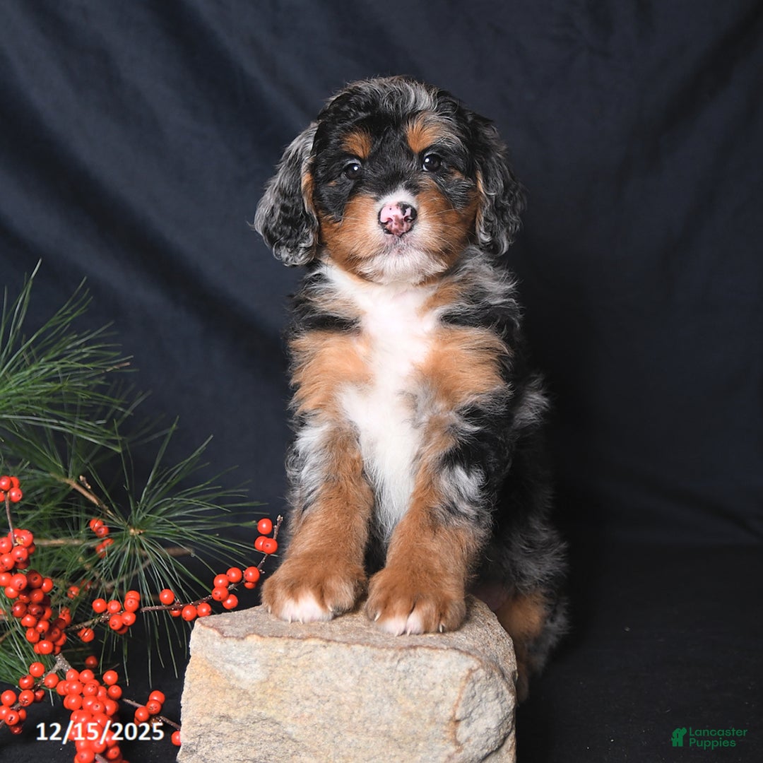 Bernedoodle dogs for sale: Chase - Ad 4