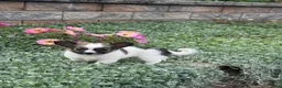Chihuahua dogs for sale: Fern - Ad 4