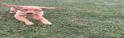 Golden Retriever dogs for sale: Charlie - Ad 7