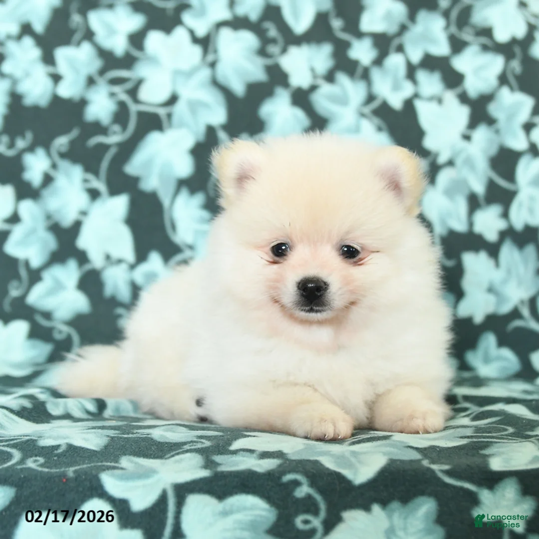 Pomeranian dogs for sale: Lovey Dovey - Ad 3