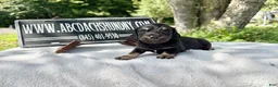 Miniature Dachshund dogs for sale: Russian cream points - Ad 1