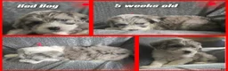 Sheepadoodle dogs for sale: Begonia -Red collar - Ad 2