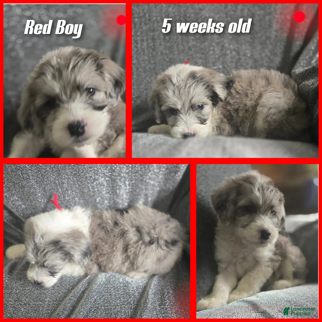 Sheepadoodle dogs for sale: Begonia -Red collar - Ad 2
