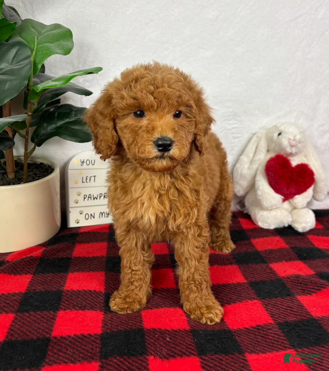 Mini Goldendoodle dogs for sale: Goldie - Ad 5