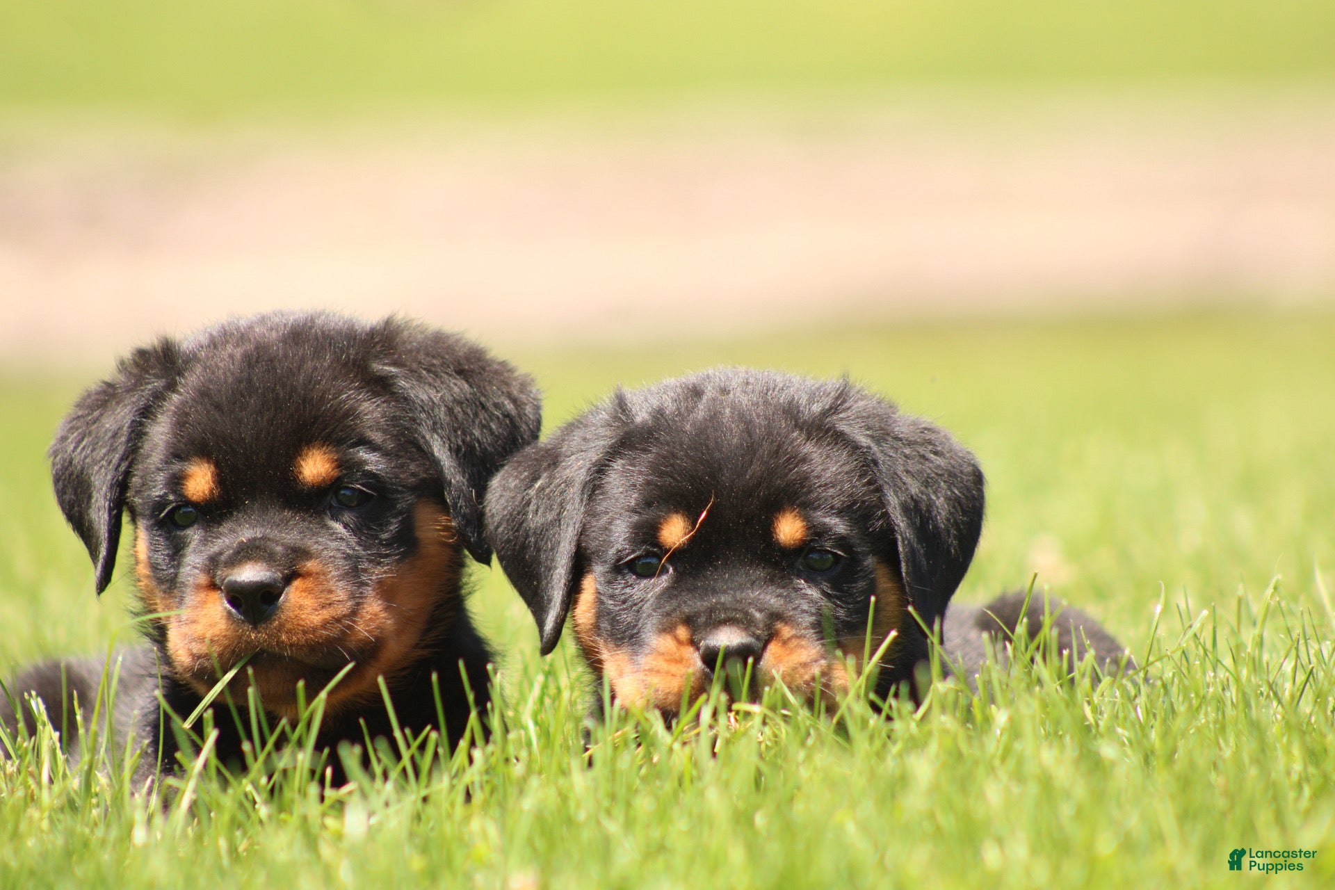 Rottweiler dogs for sale: Davis - Ad 5
