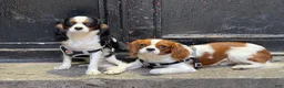 Cavalier King Charles Spaniel dogs for stud: stud service  - Ad 3