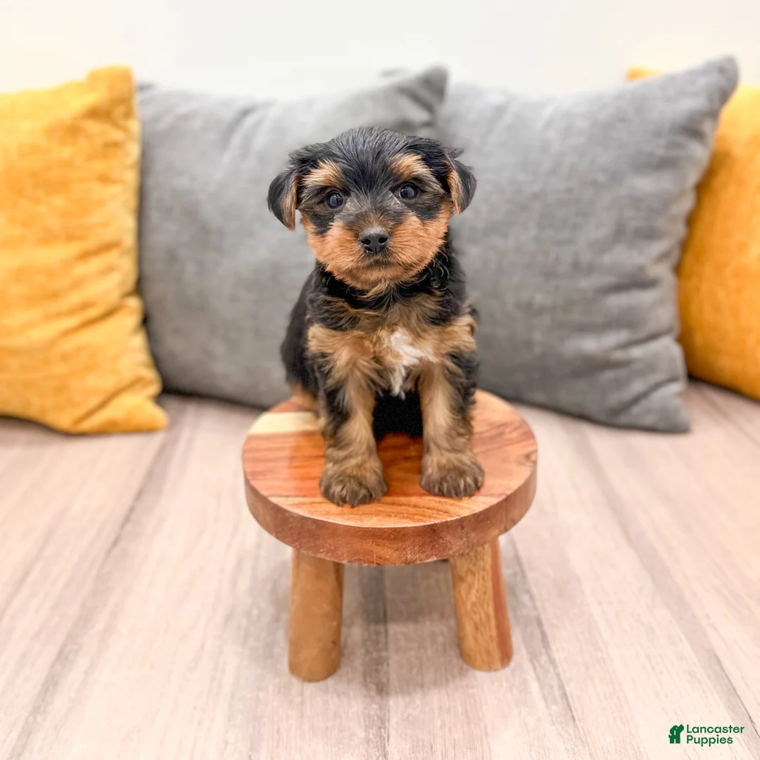 Yorkshire Terrier dogs for sale: Ranger - Ad 3