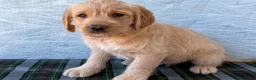 Labradoodle dogs for sale: Labradoodle 5 - Ad 3