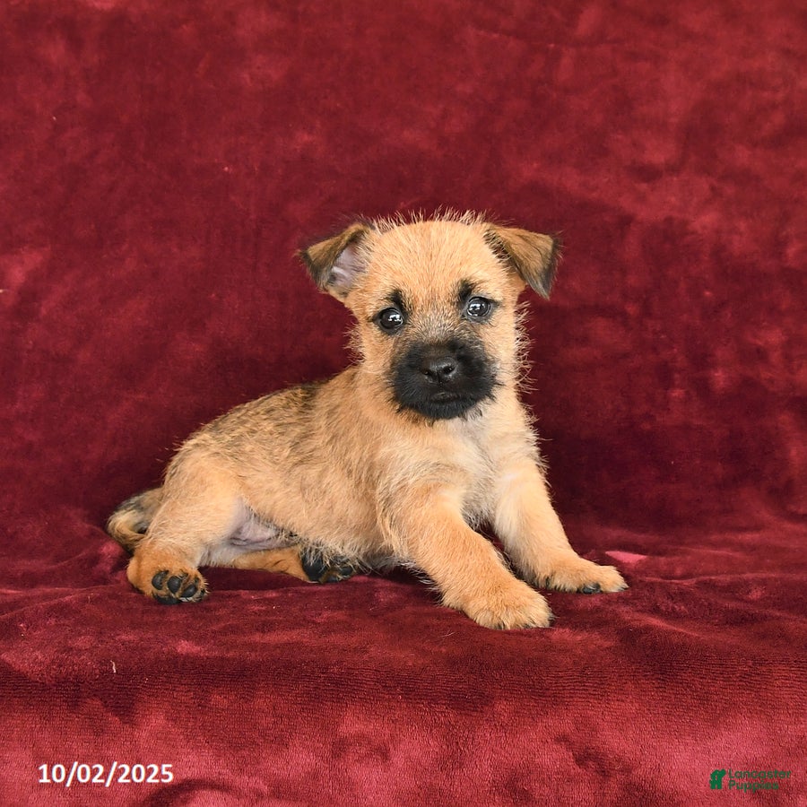 Border Terrier Cairn Breeders Near Me Adorable Cairn Terrier