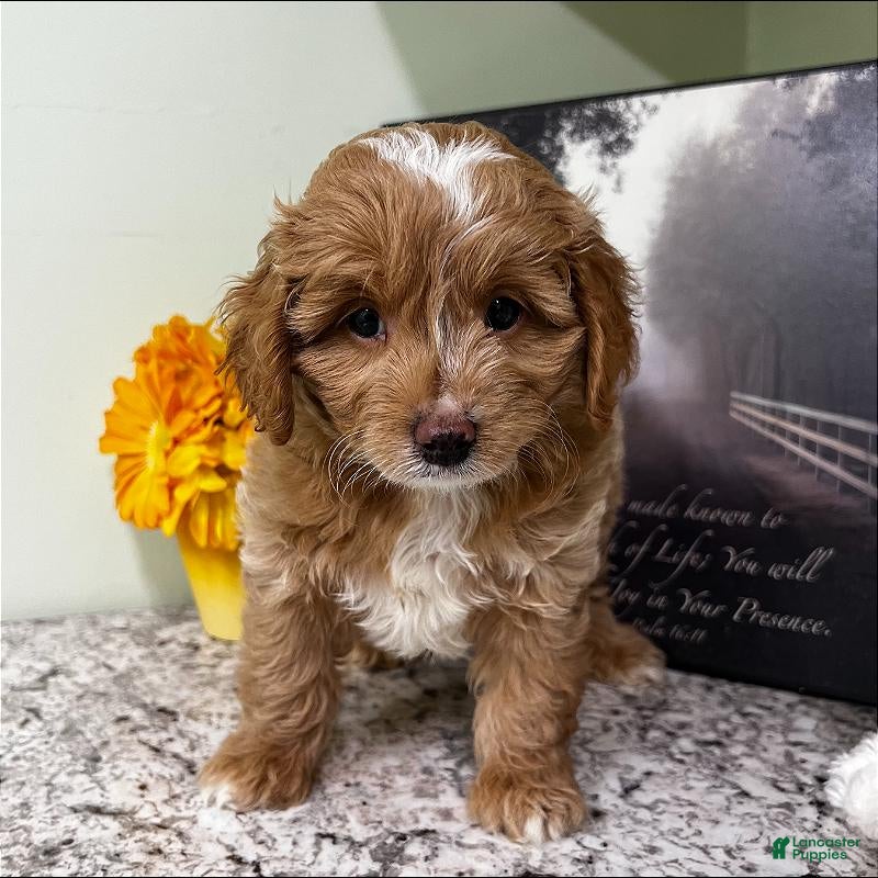 Mini Goldendoodle dogs Kilo (Miniature Boy) - Ad 2