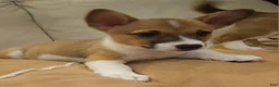 Mixed Breed dogs for sale: Athena - Ad 19
