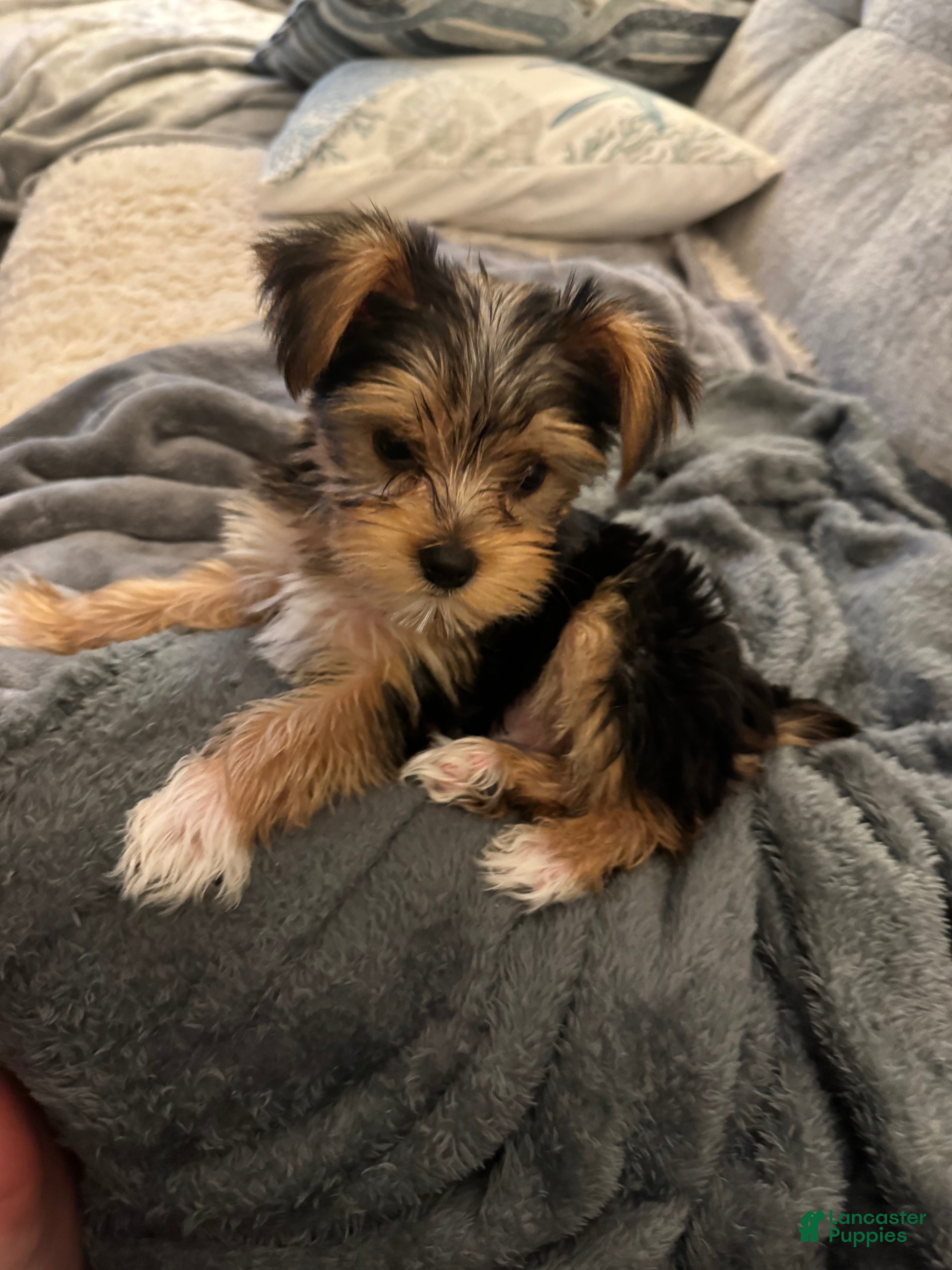 Yorkshire Terrier dogs Yorkshire Blue - Ad 1