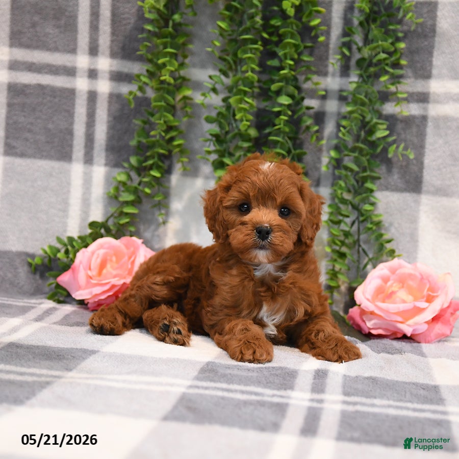 Cockapoo dogs Karson - Ad 2