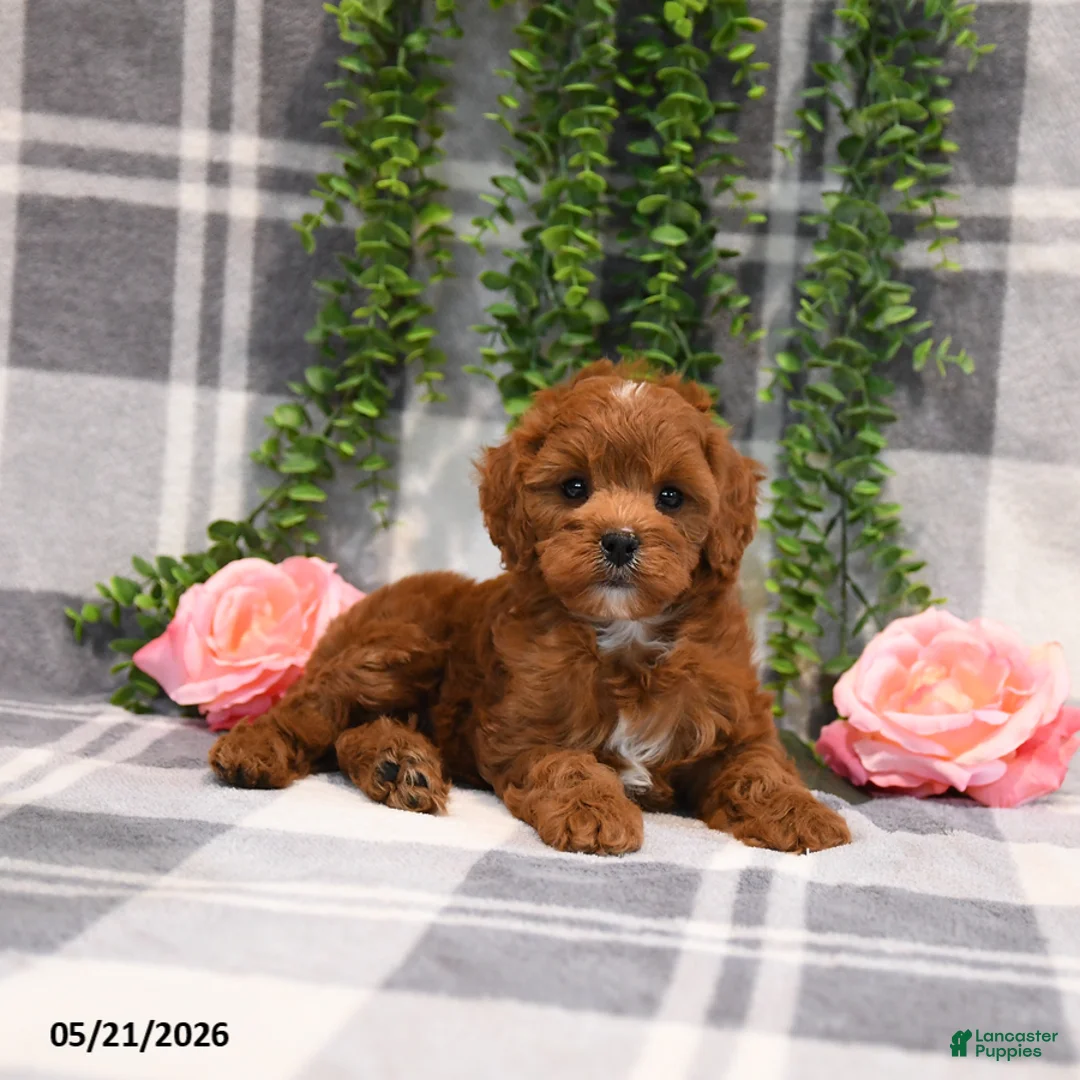 Cockapoo dogs for sale: Ervin - Ad 2