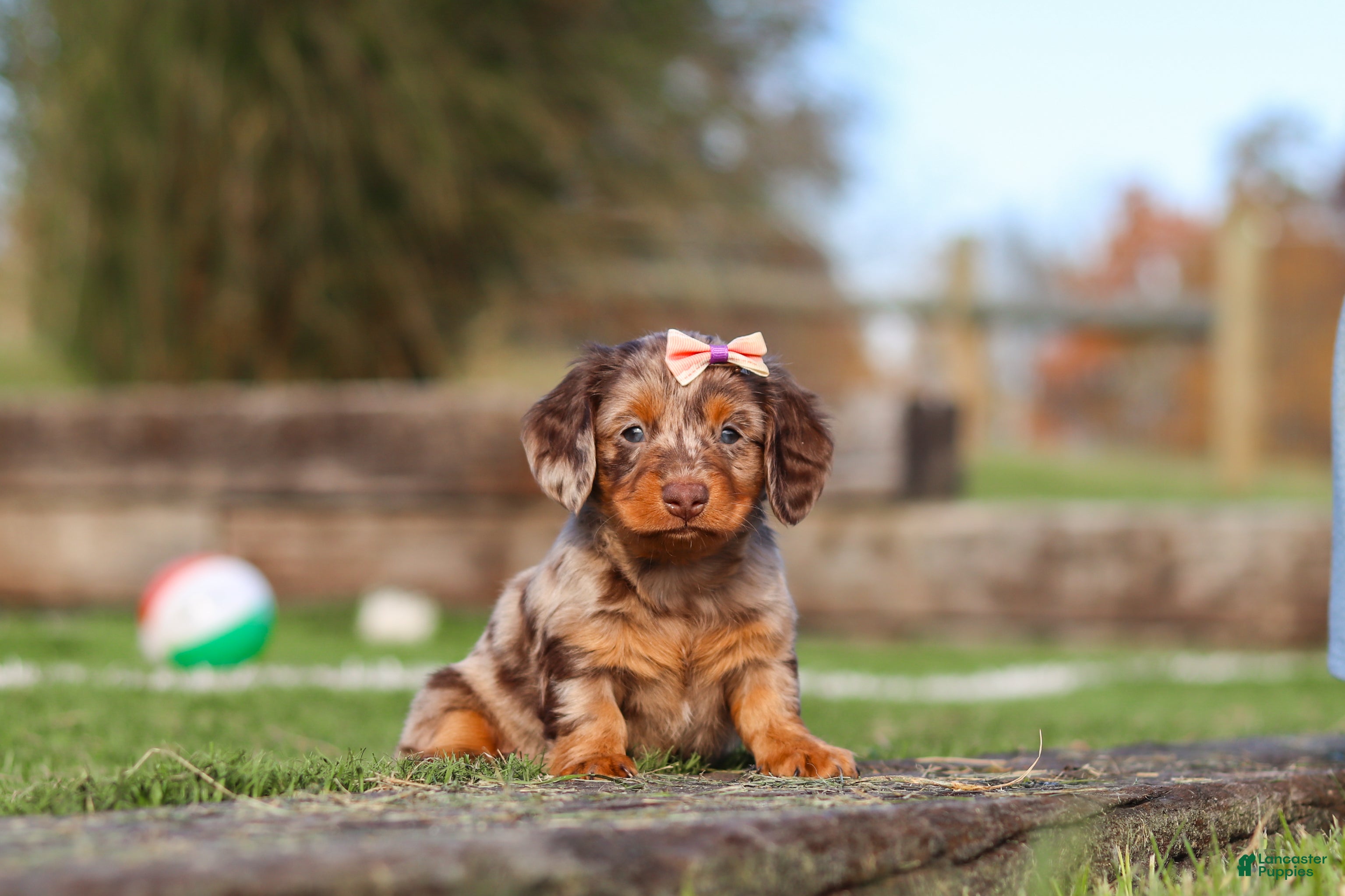 Miniature Dachshund dogs for sale: Jewel - Ad 1
