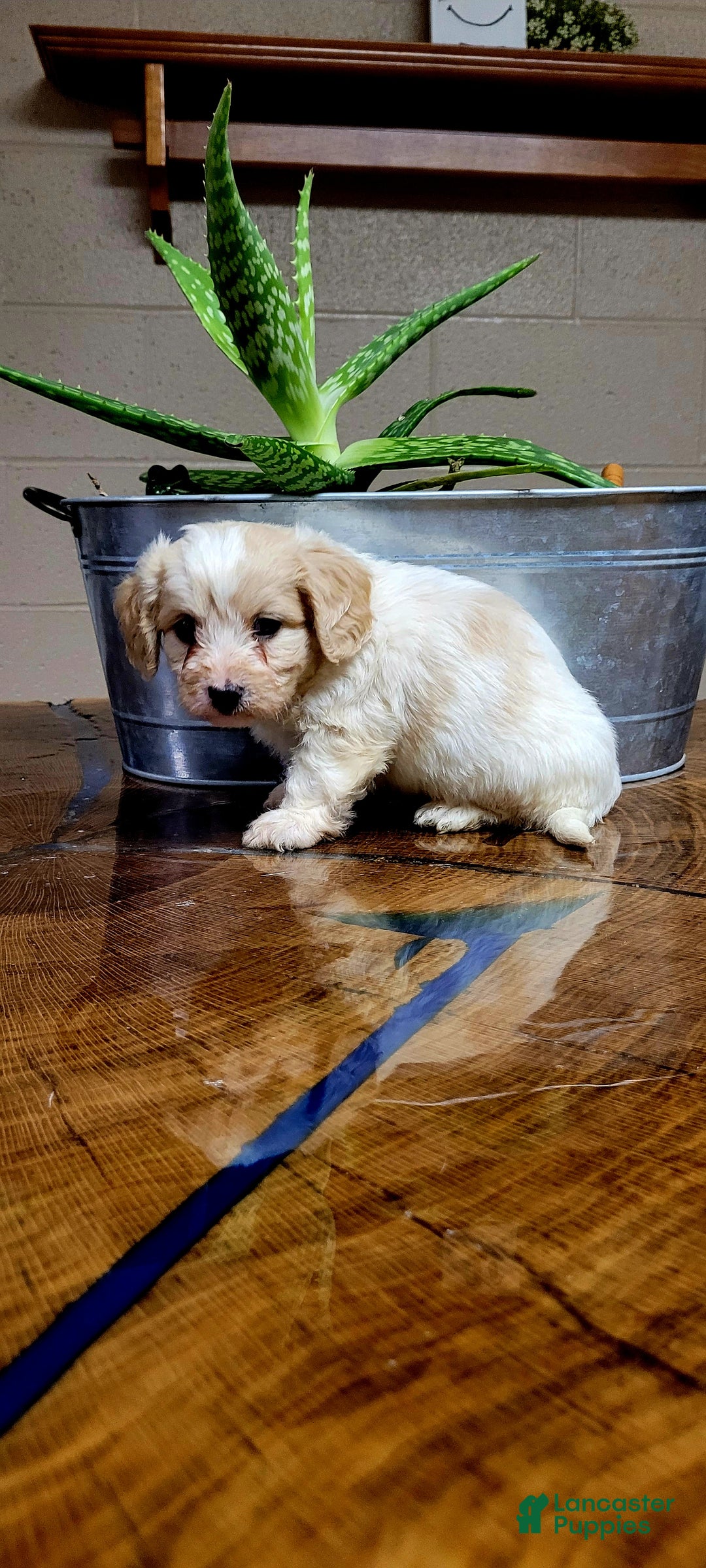 Cavachon dogs for sale: Cooper  - Ad 5
