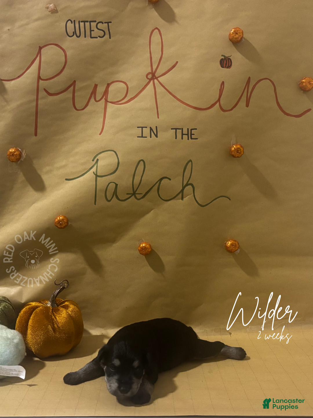 Miniature Schnauzer dogs for sale: Miniature Schnauzer Puppy 4 - Ad 1