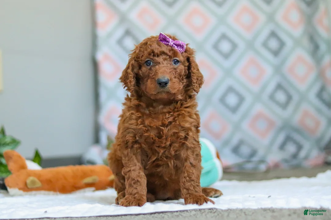 Goldendoodle dogs for sale: Chloe - Ad 3