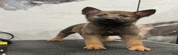 German Shepherd dogs for sale: German Shepherd Puppy 1 - Ad 2