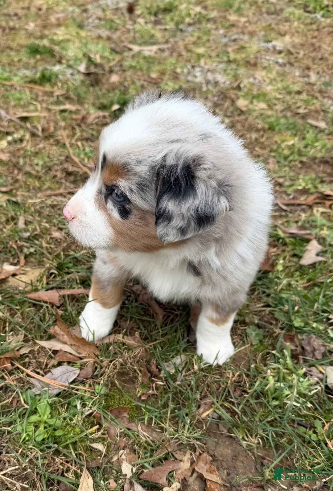 Australian Shepherd dogs for sale: Prince - Ad 6