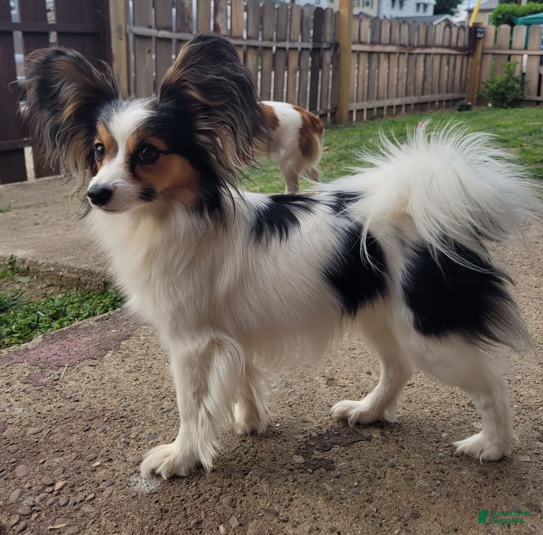 Gallery Image {{count}}