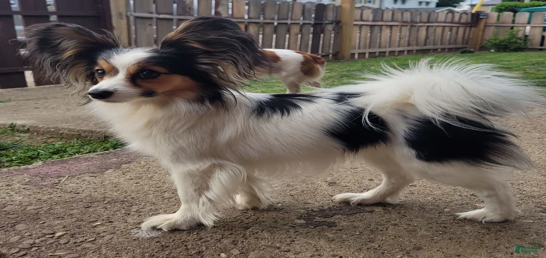 Gallery Image {{count}}