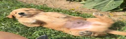 Golden Retriever dogs for sale: Cooper - Ad 7