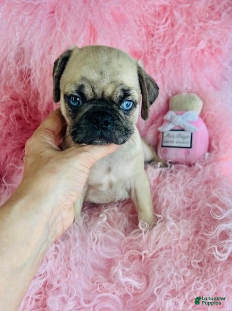 Pug dogs Pug Puppy 1 - Ad 2