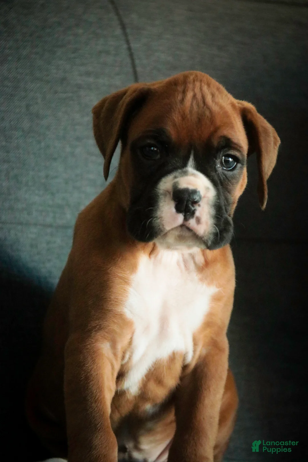 Boxer dogs for sale: Carrie - Ad 1