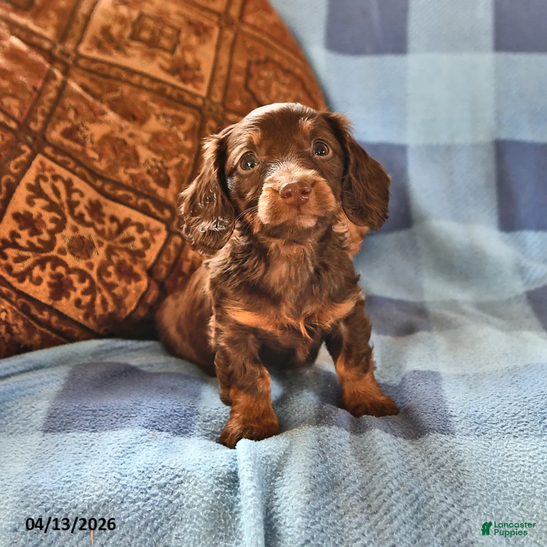 Miniature Dachshund dogs for sale: Murphy - Ad 2