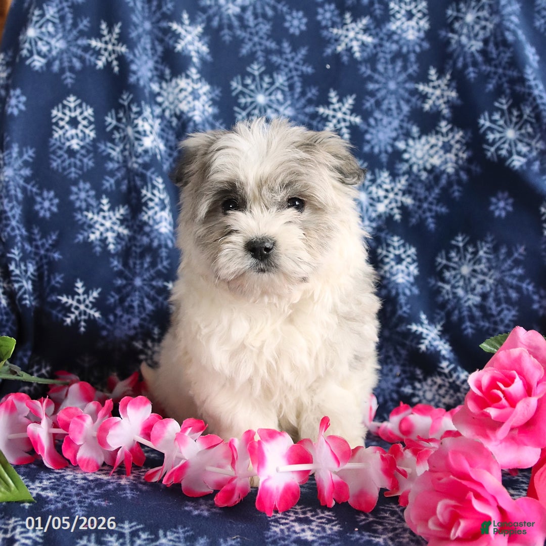 Mixed Breed dogs for sale: Fluffy - Ad 3