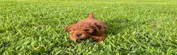 Mini Goldendoodle dogs for sale: Charlie - Ad 4