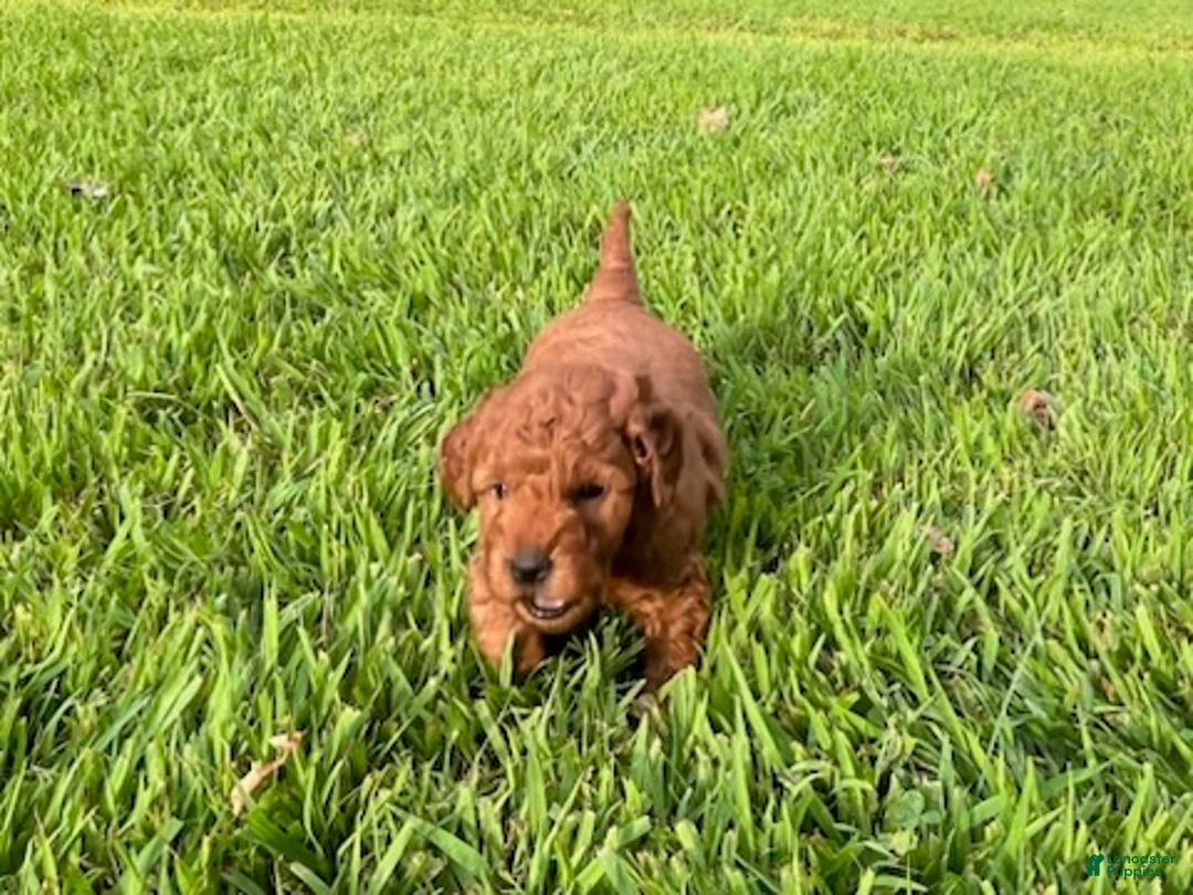 Mini Goldendoodle dogs for sale: Charlie - Ad 4