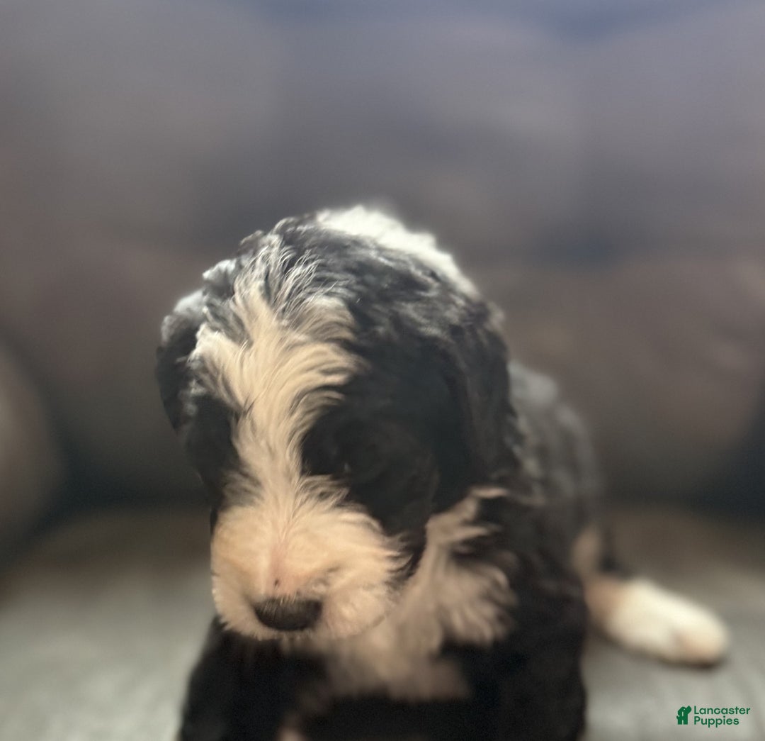 Bernedoodle dogs for sale: Milo - Ad 4