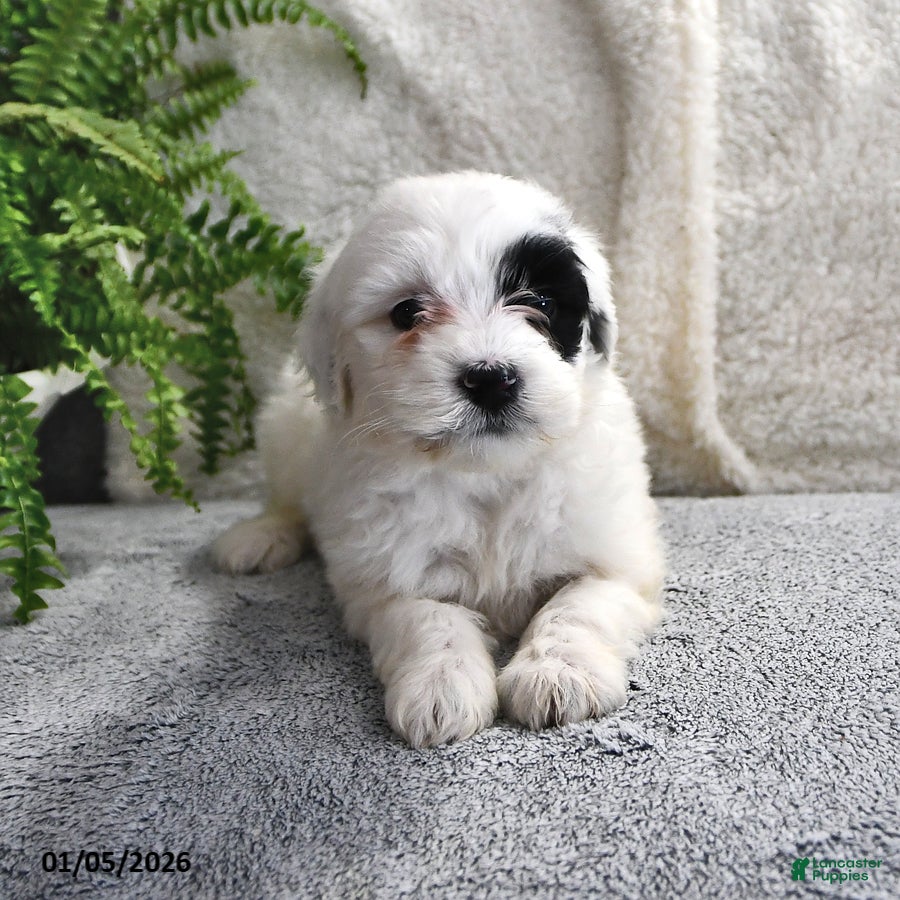 Portuguese Water Dog dogs Daisy - Ad 23