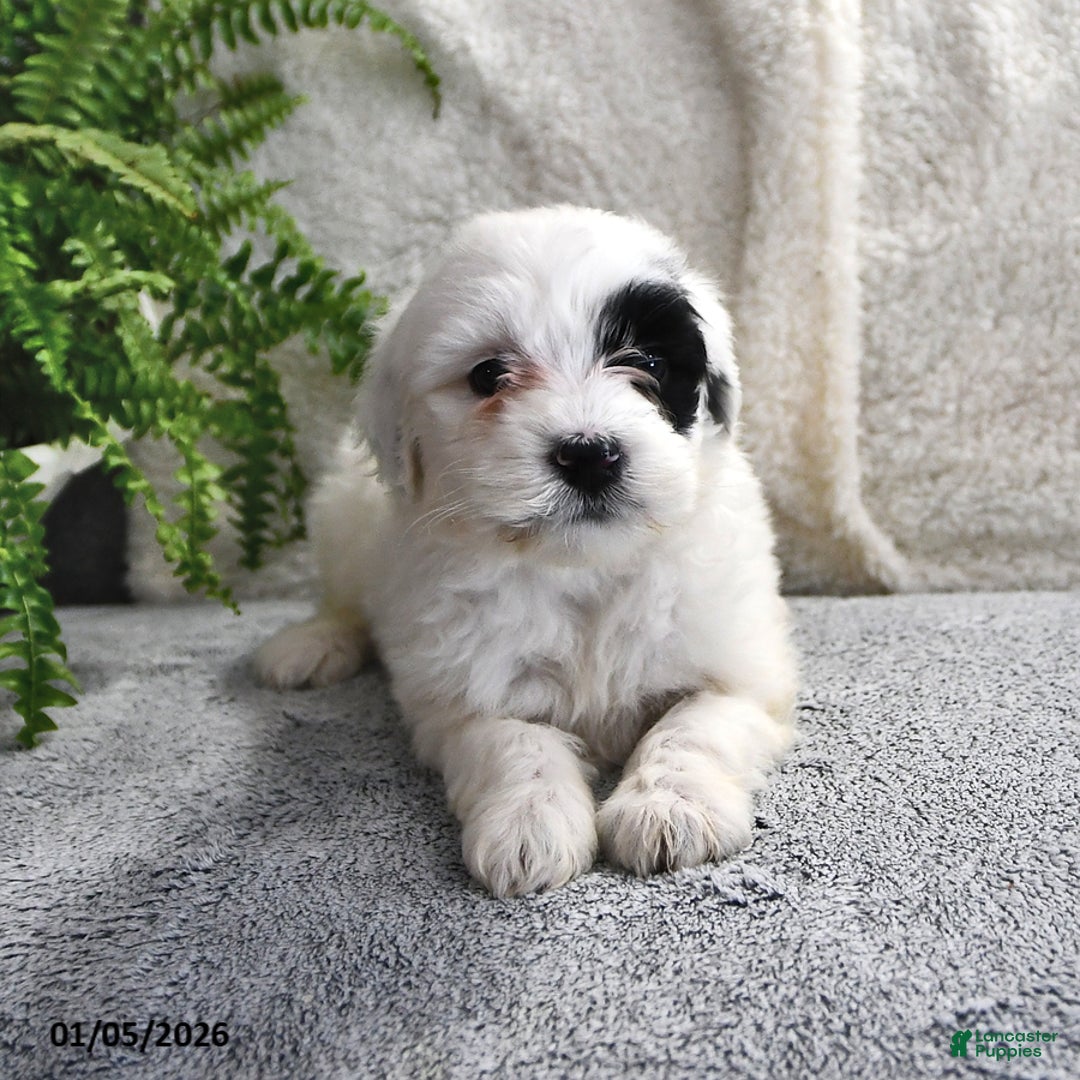 Portuguese Water Dog dogs for sale: Daisy - Ad 6