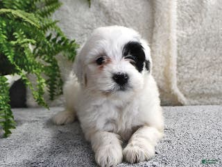 Portuguese Water Dog dogs Daisy - Ad 12