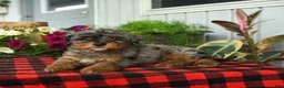 Mini Bernedoodle dogs for sale: Regan - Ad 1