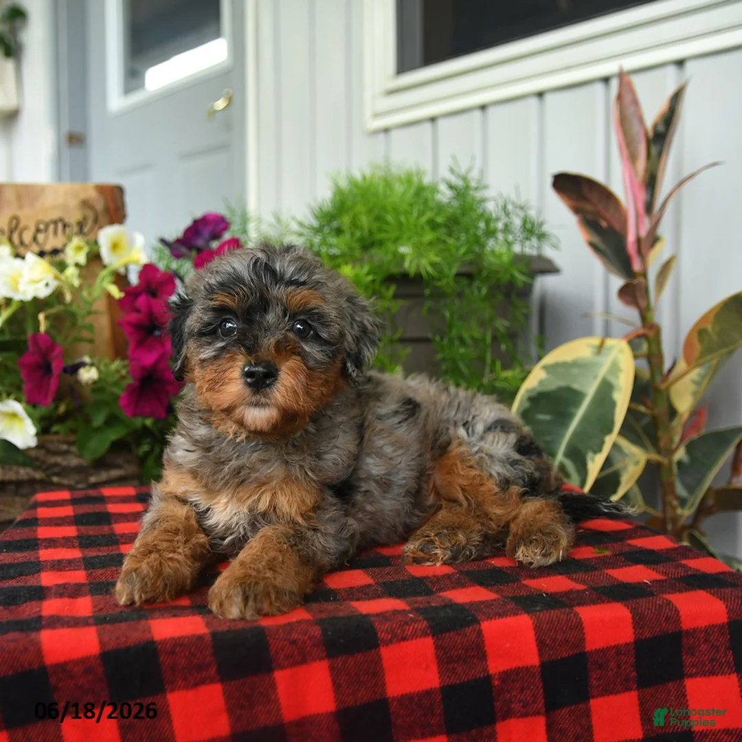 Mini Bernedoodle dogs for sale: Regan - Ad 1