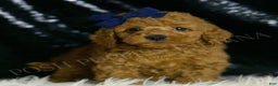 Mini Goldendoodle dogs for sale: Squash F1BB - Ad 3