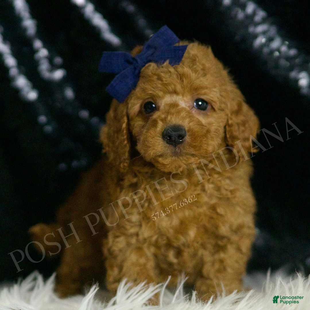 Mini Goldendoodle dogs for sale: Squash F1BB - Ad 3