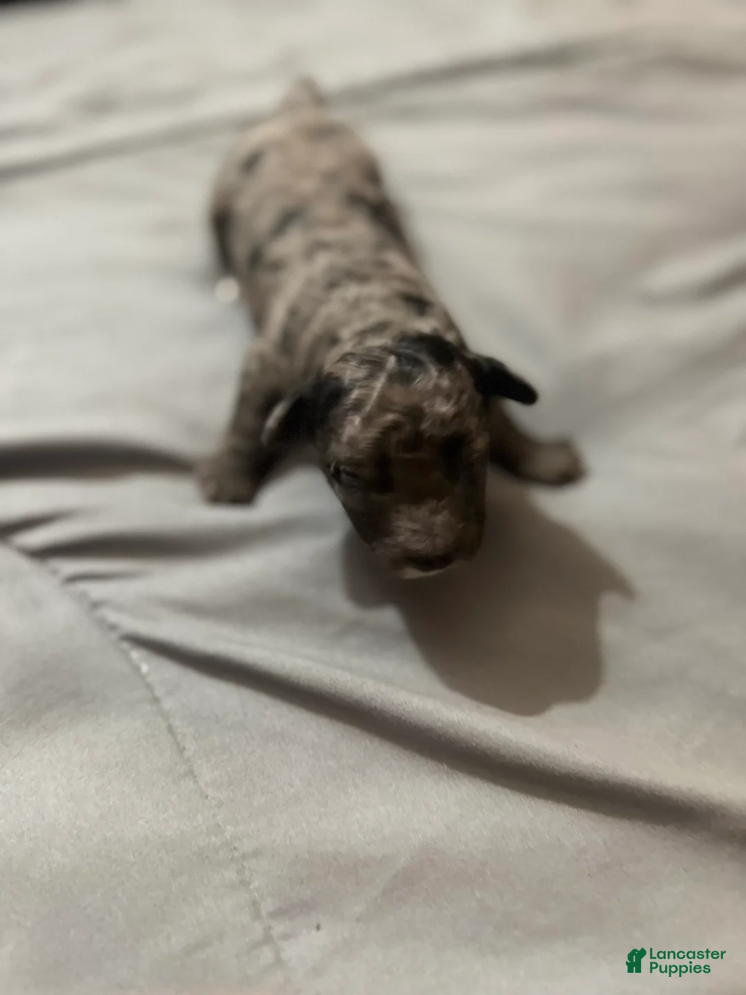 Toy Poodle dogs for sale: Panchito - Ad 2