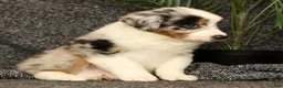 Miniature Australian Shepherd dogs for sale: Milo - Ad 4