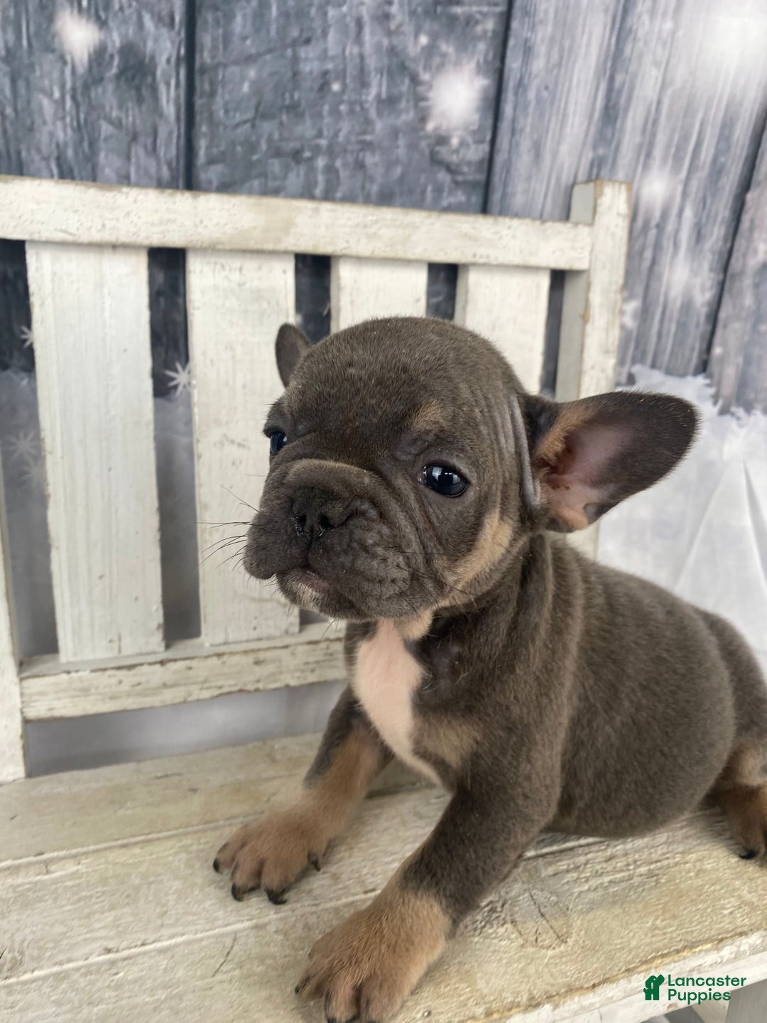French Bulldog dogs for sale: Paisley - Ad 11