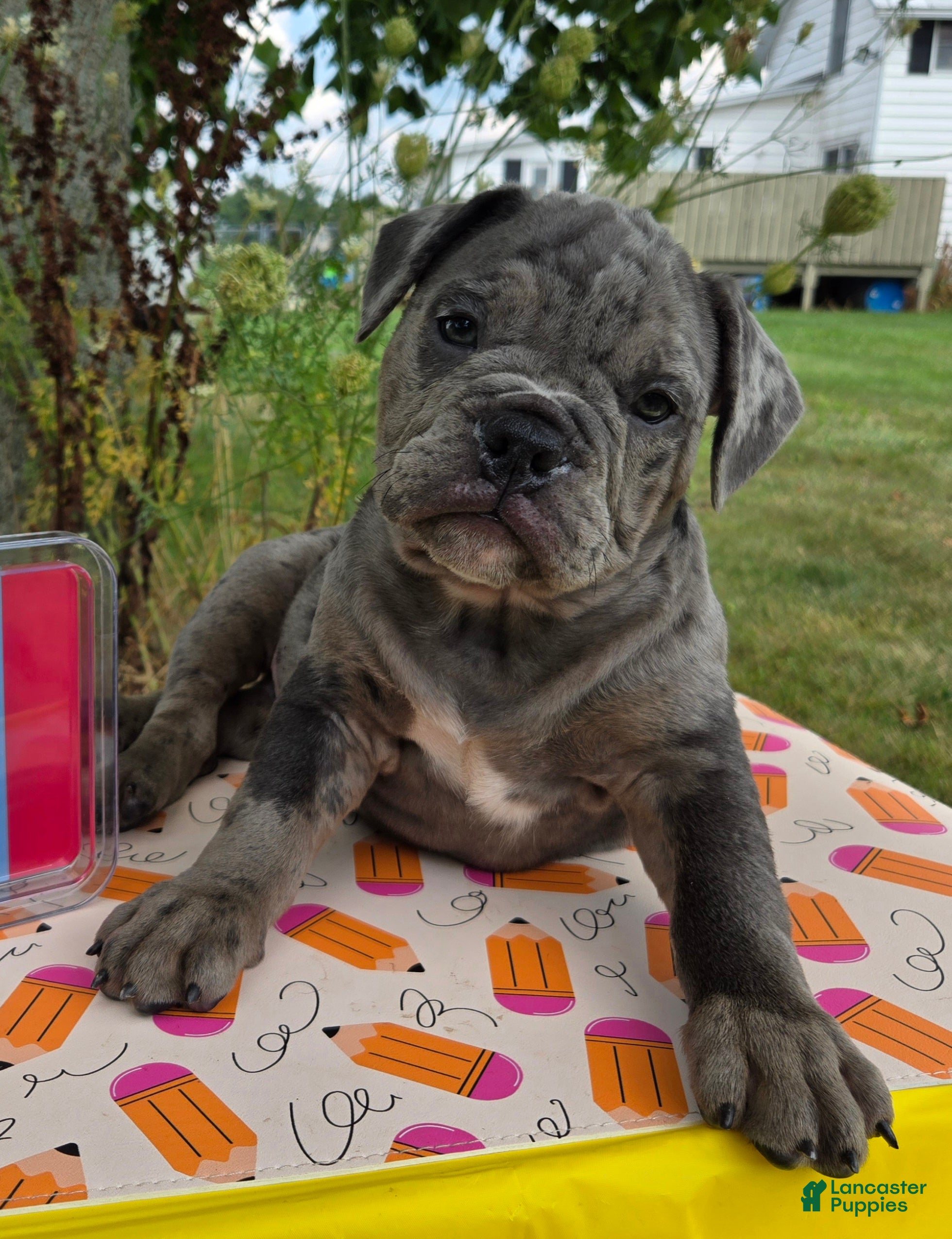 Olde English Bulldogge dogs Zuma - Ad 2