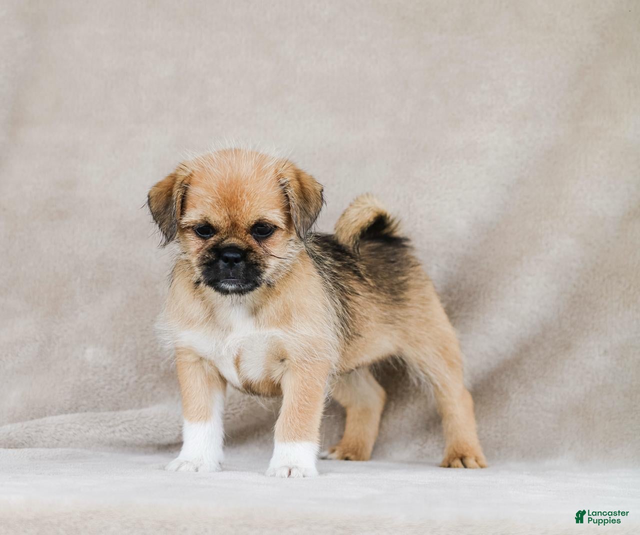 Dog Breeds Pug And Yorkie Mix Dog Pug Chihuahua Mix Yorkie Pug Mix